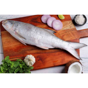 Indian Salmon / Rawas