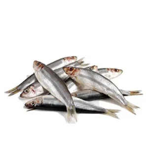 Silver Anchovy